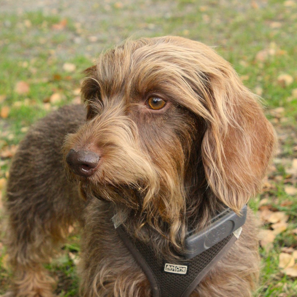 Elli (Amrei) vom Hogebusch