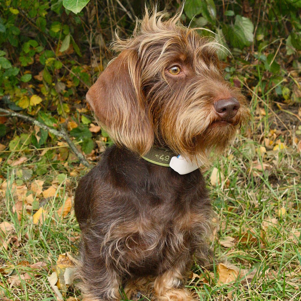 Balduin vom Hogebusch