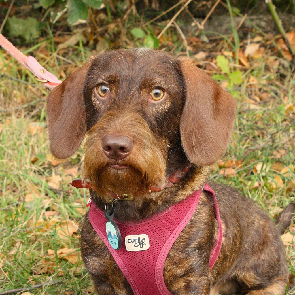 Capper vom Hogebusch