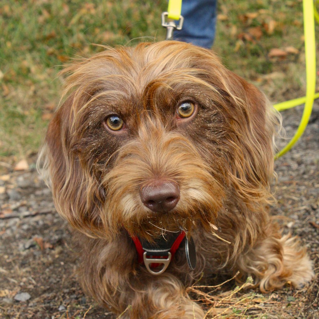 Cara-Alix vom Hogebusch