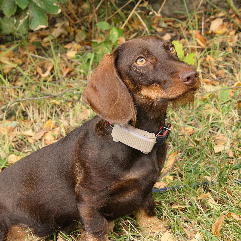 Cessie-Betty vom Hogebusch