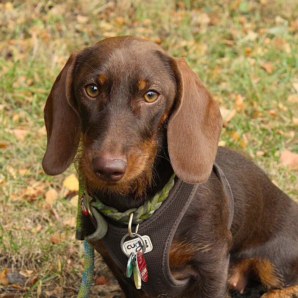 Cockie vom Hogebusch